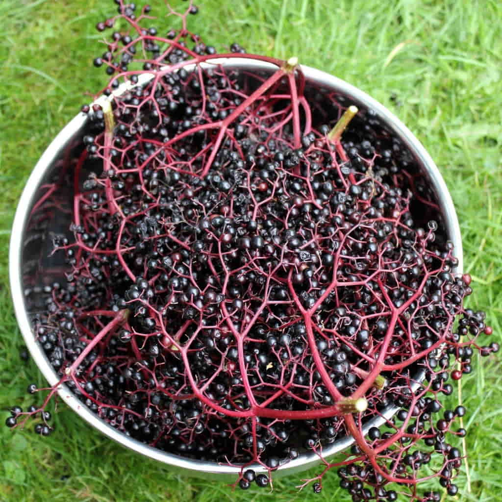 Organic dried elderberry’s