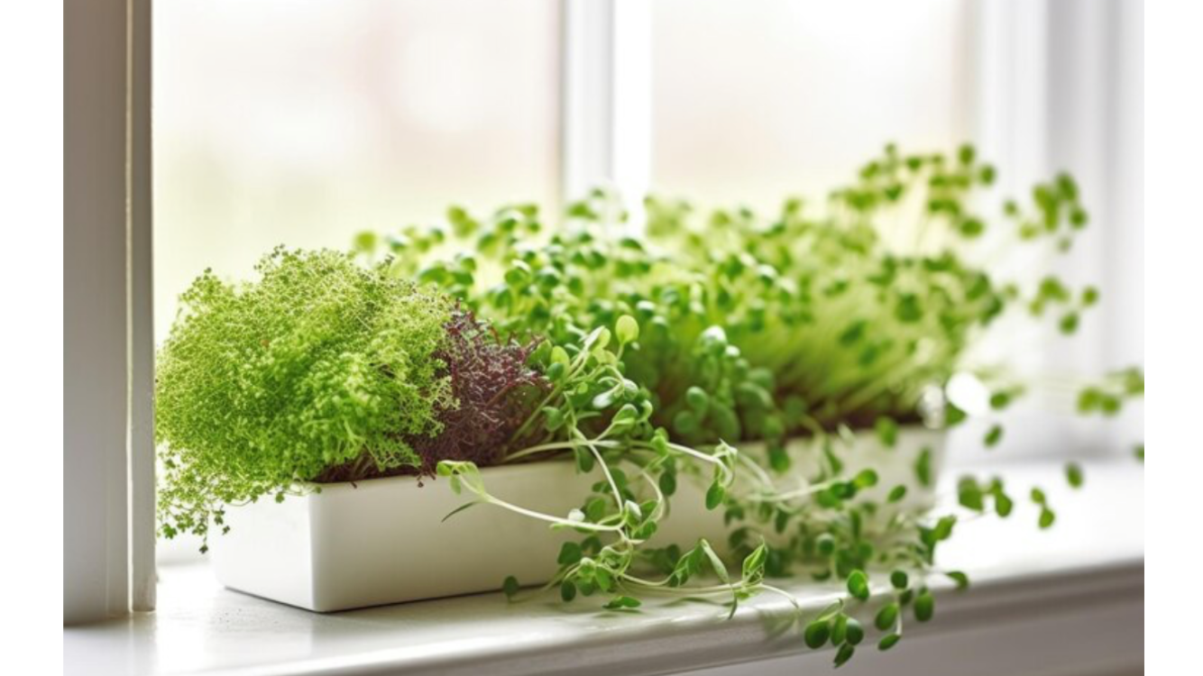 MICROGREENS DIY