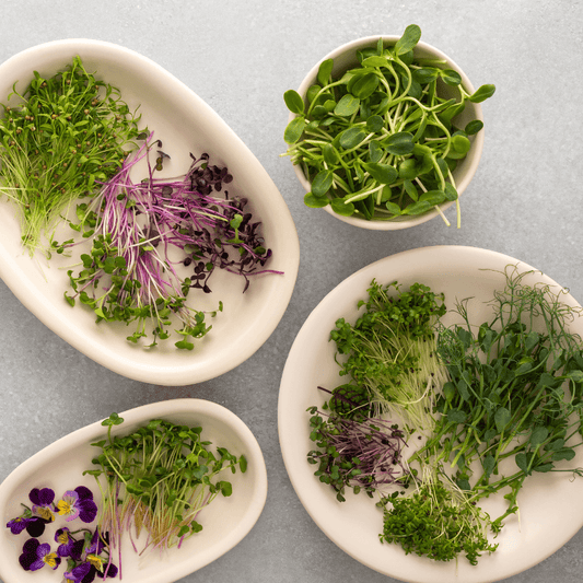 MICROGREENS WORKSHOP🌱🌱